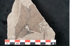 Foto (Detailansicht) von Plantae indet.  (NHMW-GEO-2024-0188-11453)
